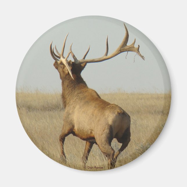 E23 Bull Elk Grass in Horns Magnet (Framsidan)