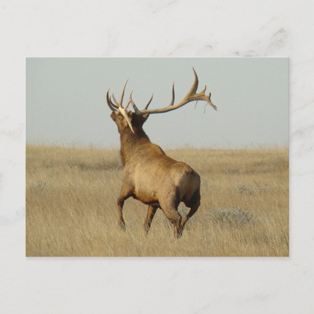 E23 Bull Elk Grass in Horns Vykort (Framsida)