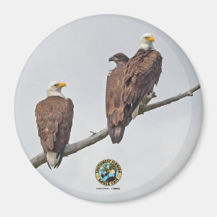 E23 & Family- M15, F23 och First Eaglet Magnet
