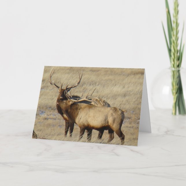 E24 Bull Elk Kort (Framsida)