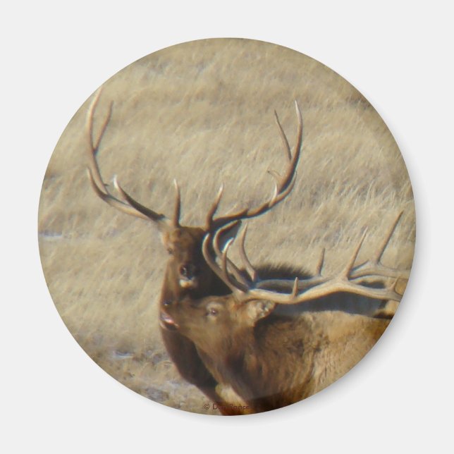 E24 Bull Elk Magnet (Framsidan)