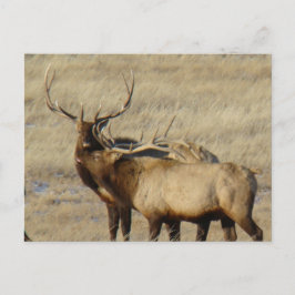 E24 Bull Elk Vykort
