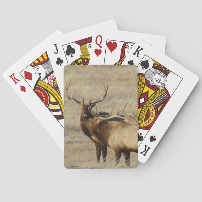 E24 Elk-Tjur Casinokort (Baksidan)