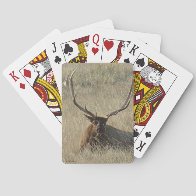 E25 Bullelläggning i gräs Casinokort (Baksidan)