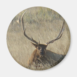 E25 Hankrona Elk Liggande i Gräs Magnet