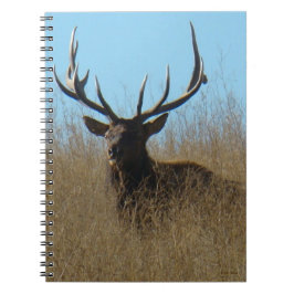 E26 Bull Elk Lsticking i Ogräs Anteckningsbok