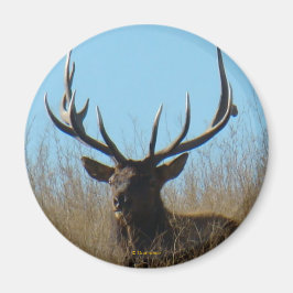 E26 Bull Elk Lsticking i Ogräs Magnet