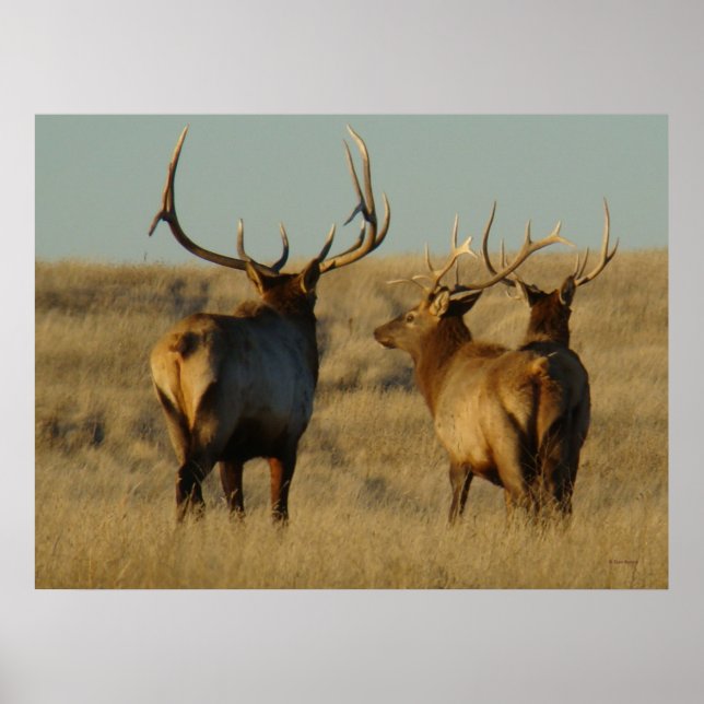 E28 Bull Elk Poster (Framsidan)