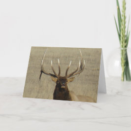 E29 Bull Elk Head Kort