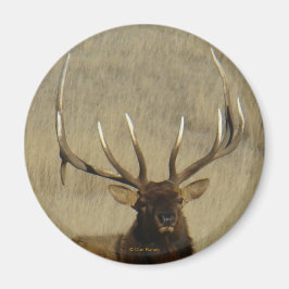 E30 Bull Elk Big Bull Magnet