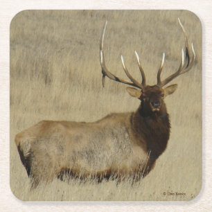 E30 Bull Elk Underlägg Papper Kvadrat