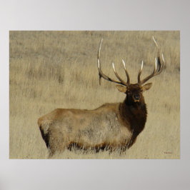 E30 Elk Kronhjort Stor Tjuv Poster