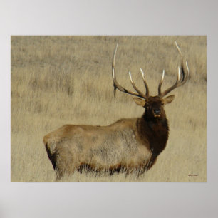 E30 Elk Kronhjort Stor Tjuv Poster