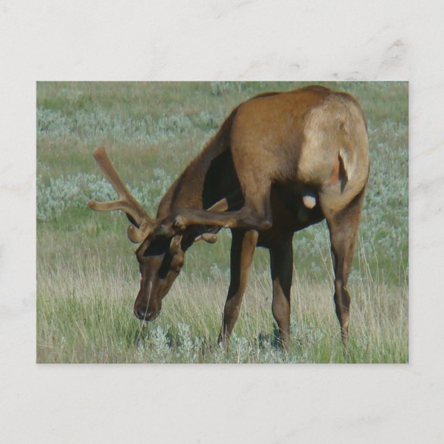 E32 Bull Elk in Velvet Scratching Vykort (Framsida)