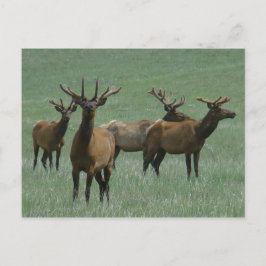 E33 Bull Elk in Velvet Vykort