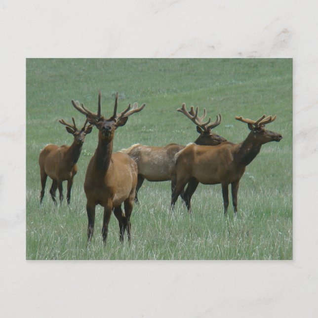 E33 Bull Elk in Velvet Vykort (Framsida)