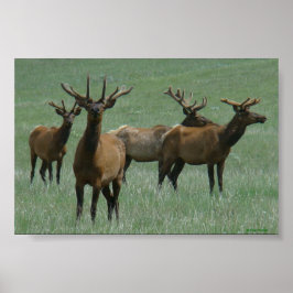 E33 tjurälg i samt av flugit hjort poster
