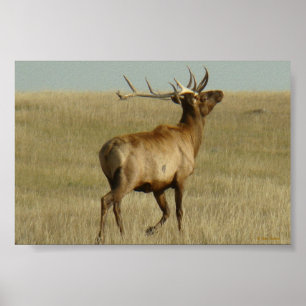 E35 Bull Elk Grass in Horns Poster