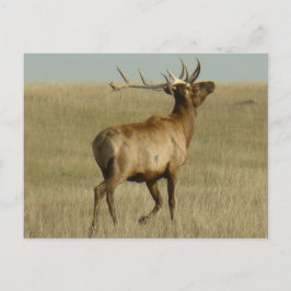 E35 Bull Elk Grass in Horns Vykort