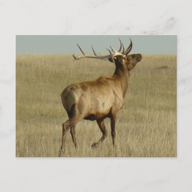 E35 Bull Elk Grass in Horns Vykort (Framsida)