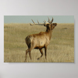 E35 tjur älg gräs i hornen poster