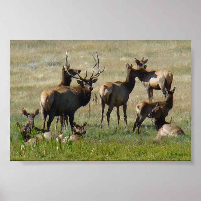 E36 Bull Elk and Cows Poster (Framsidan)