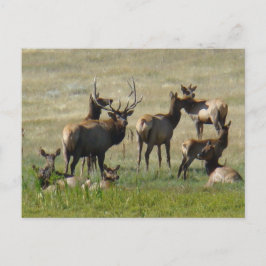 E36 Bull Elk and Cows Vykort