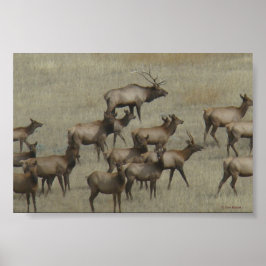 E37 Bull Elk med kor Poster