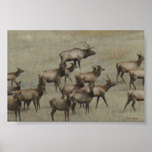 E37 Bull Elk med kor Poster