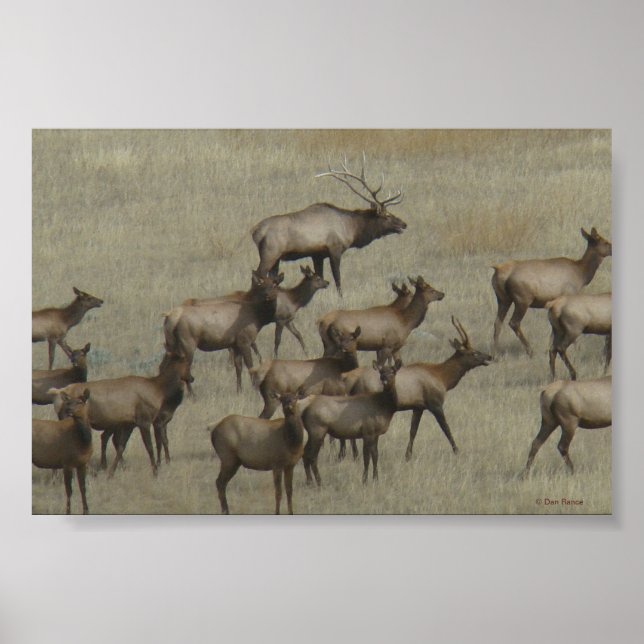 E37 Bull Elk med kor Poster (Framsidan)