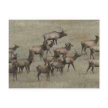 E37 Bull Elk med kor