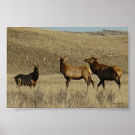 E38 tjurko young Wapiti-tjurar Poster