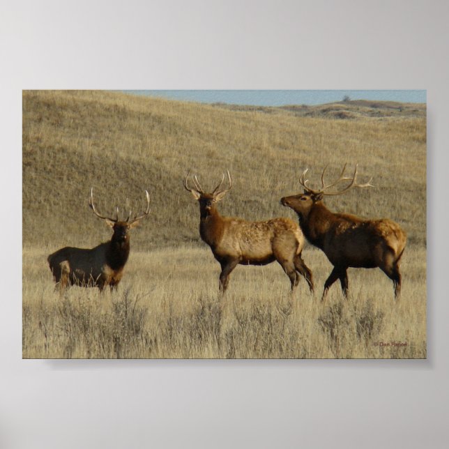 E38 tjurko young Wapiti-tjurar Poster (Framsidan)