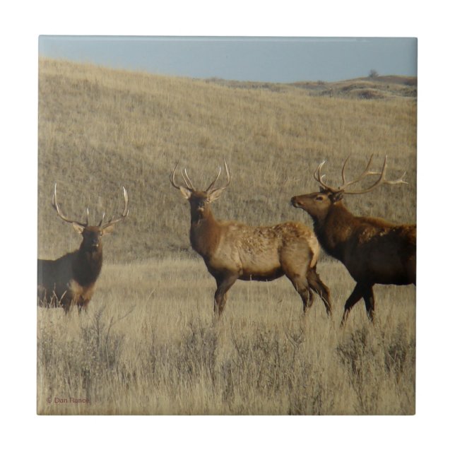E38 Ungt Elk-Tjur Kakelplatta (Framsidan)