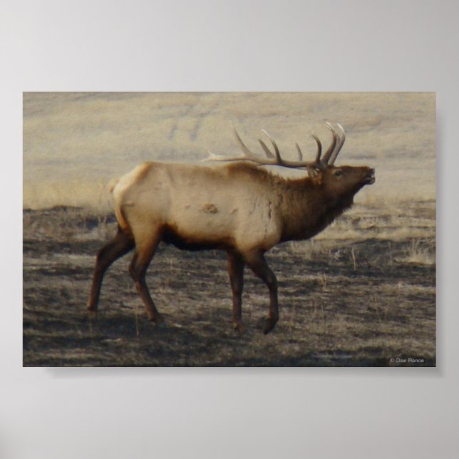 E40 Bull Elk Bugler Poster (Framsidan)