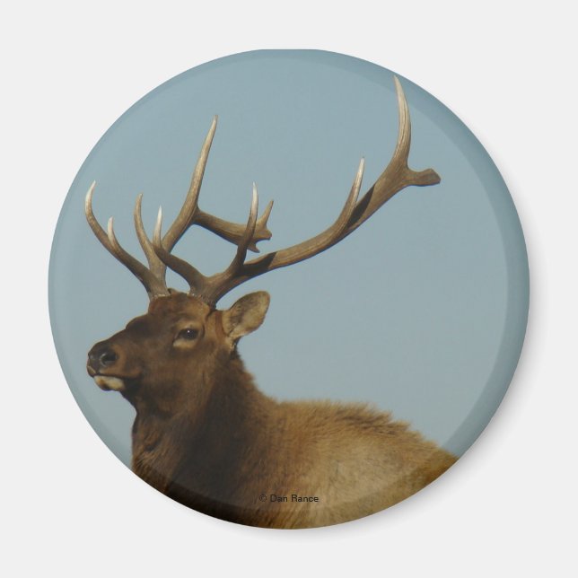 E42 Bull Elk Magnet (Framsidan)