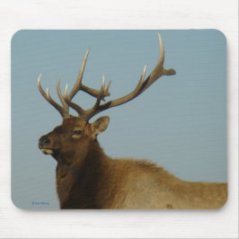 E42 Bull Elk Musmatta