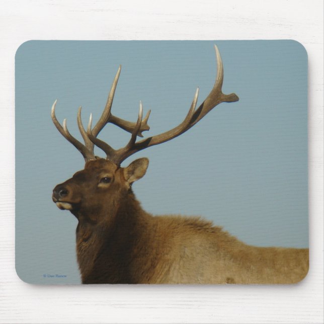 E42 Bull Elk Musmatta (Framsidan)