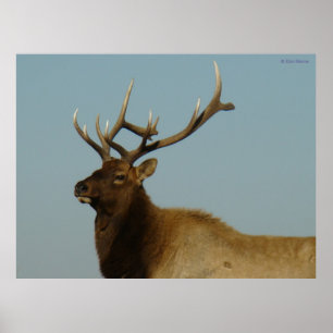 E42 Ungt Elk-Tjur Poster