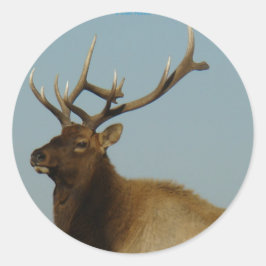 E42 Ungt Elk-Tjur Runt Klistermärke