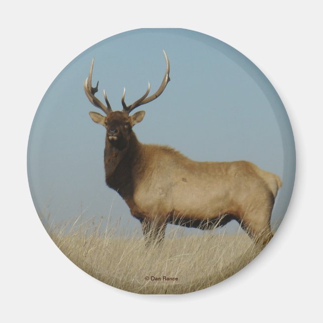 E43 Bull Elk Magnet (Framsidan)