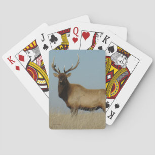 E43 tjurälg mot himmel casinokort