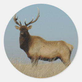 E43 Ungt Elk-Tjur Runt Klistermärke