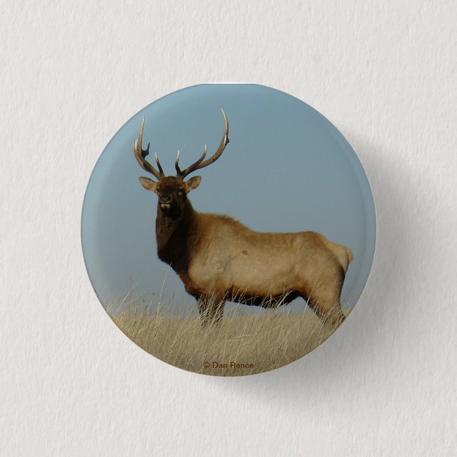 E43 Young Bull Elk Knapp (Framsida)