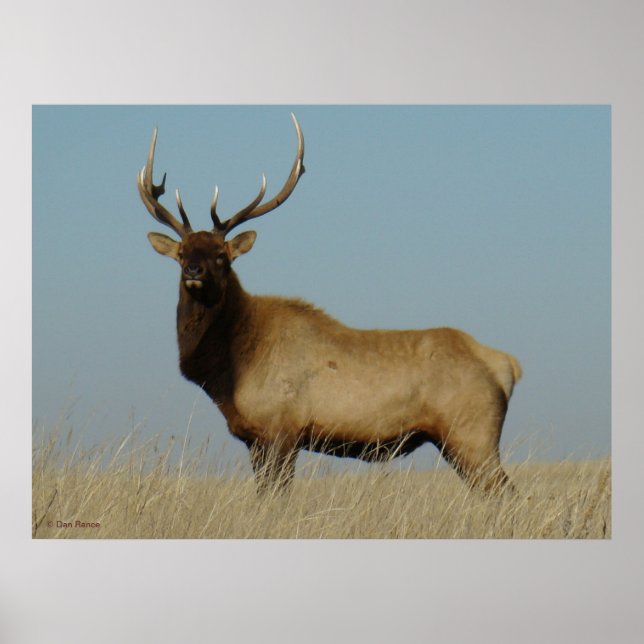 E43 Young Bull Elk Poster (Framsidan)