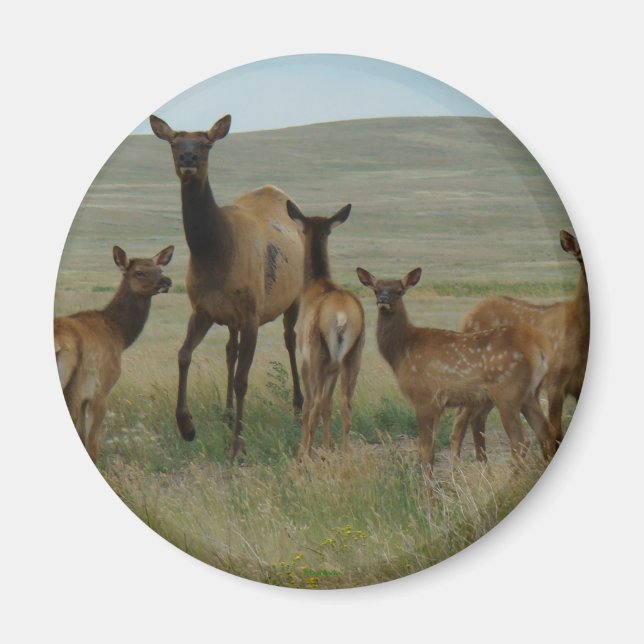 E44 Älgko och kalvar Magnet (Framsidan)