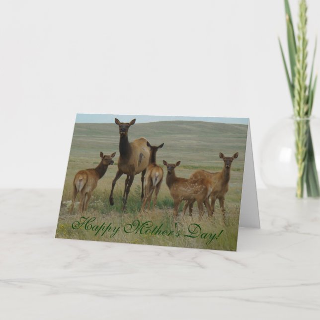 E44 Blånad och kalvar Kort (Framsida)