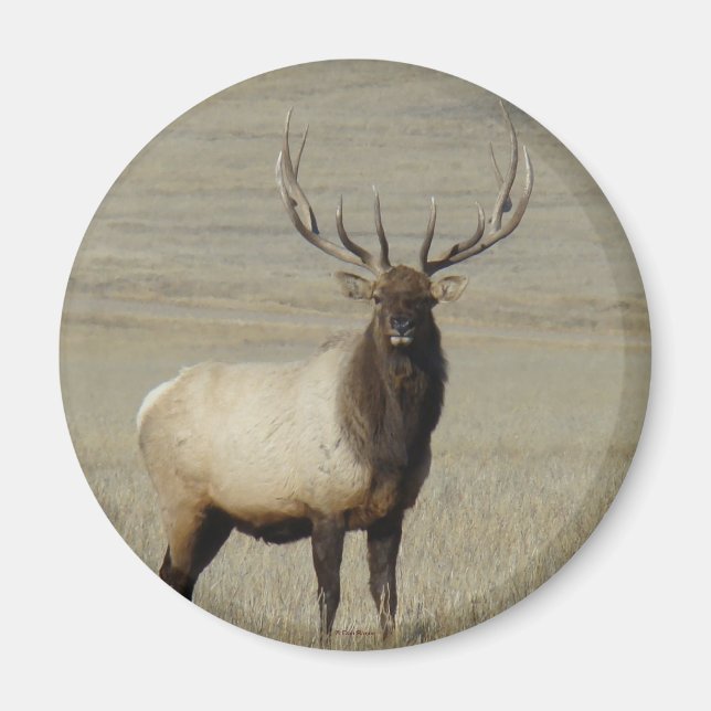 E46 Bull Elk Big Bull Magnet (Framsidan)
