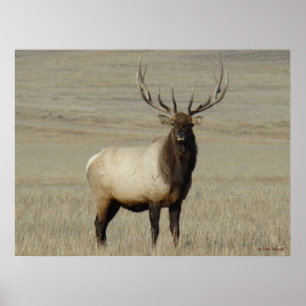 E46 Bull Elk Big Bull Poster