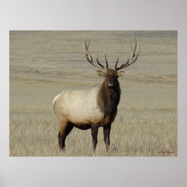 E46 Bull Elk Big Bull Poster (Framsidan)